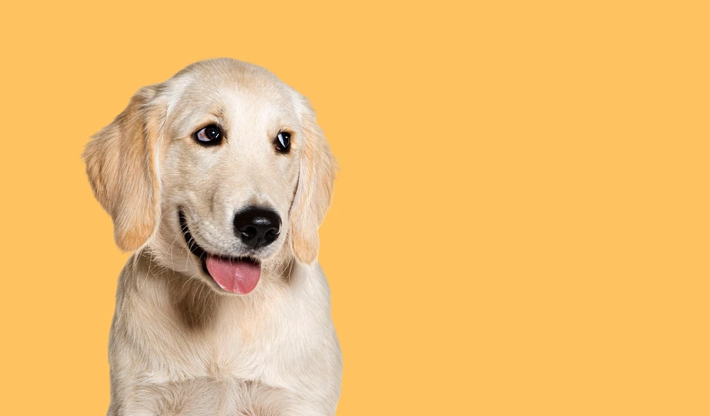 Short Haired Golden Retriever Short Haired Golden Retriever