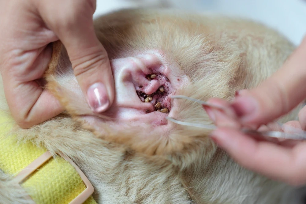 What Kills Ear Mites Instantly What Kills Ear Mites Instantly