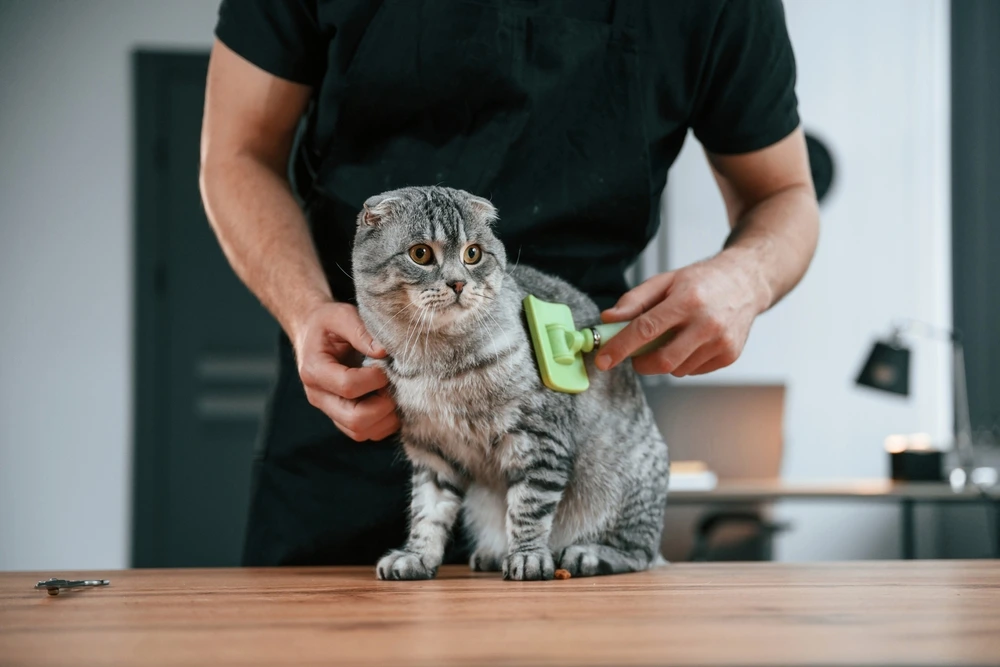 cutest cat breeds