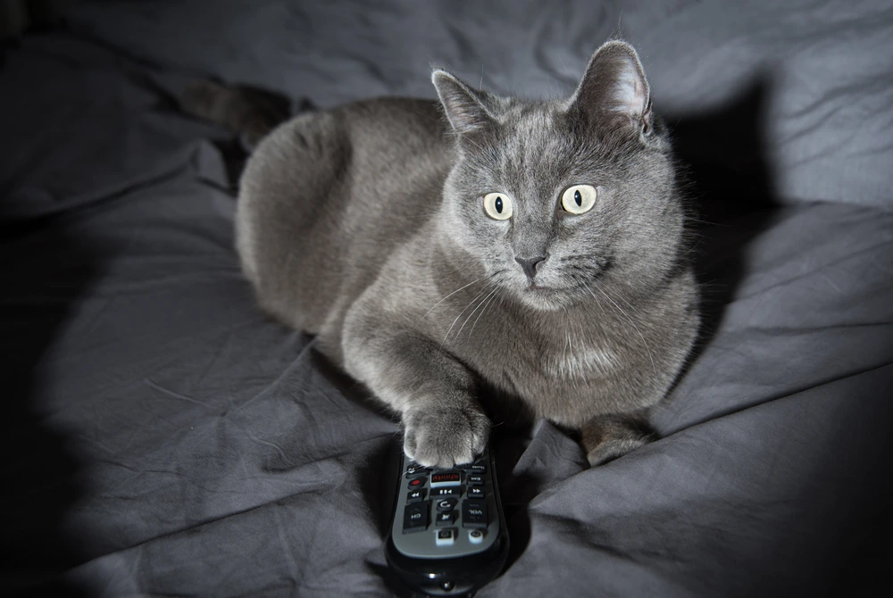 Are Russian Blue Cats Rare Are Russian Blue Cats Rare