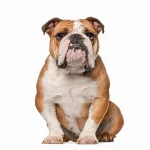 Bulldog Life Span