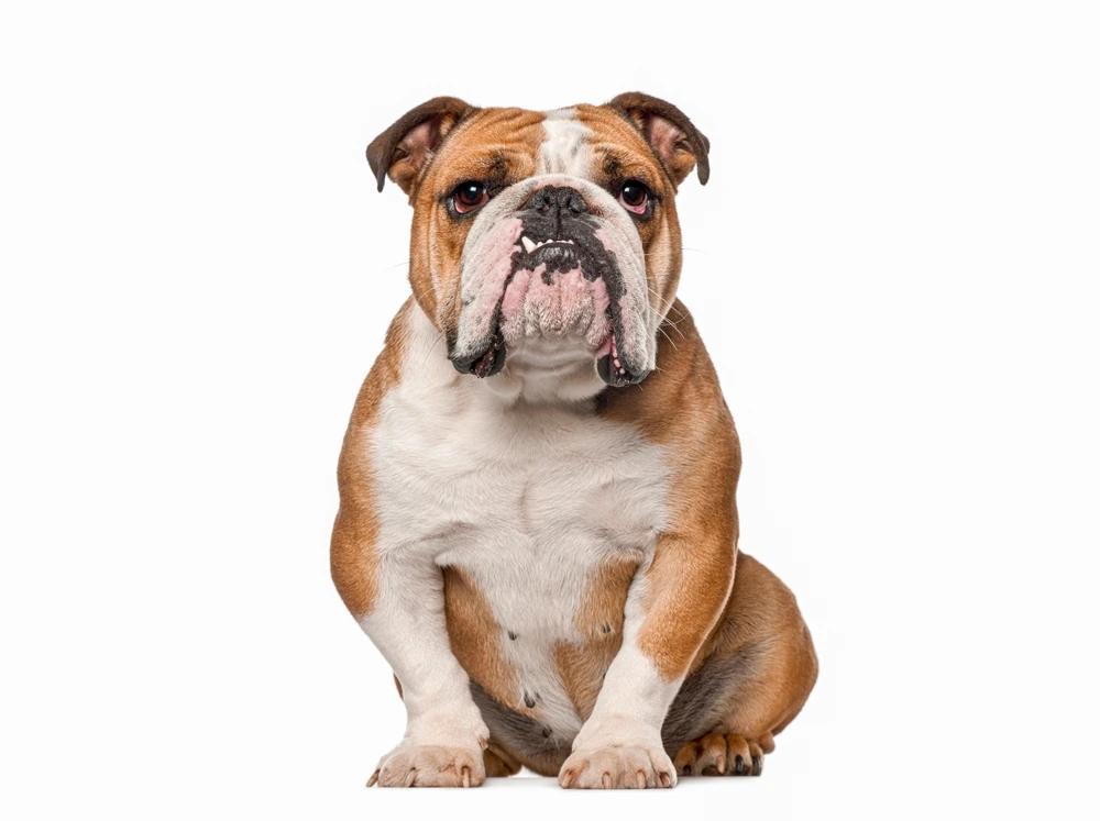 Bulldog Life Span Bulldog Life Span