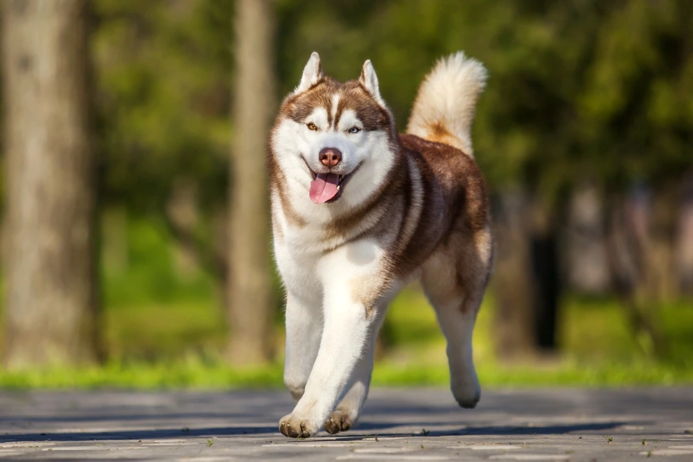 Calm Dog Breeds Large Calm Dog Breeds Large