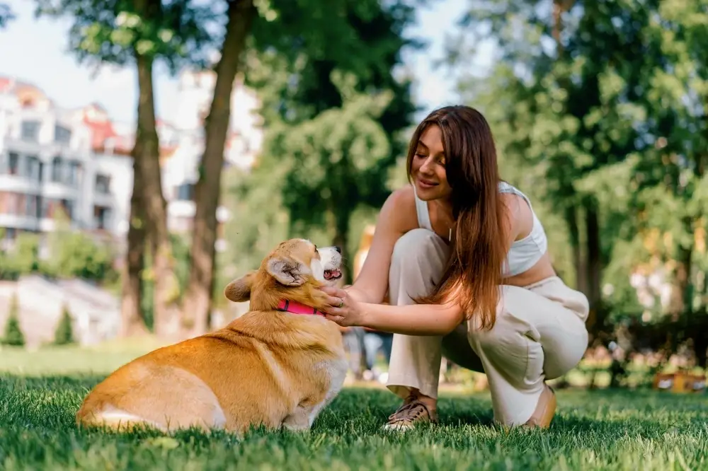 Calm Dog Breeds Calm Dog Breeds
