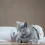 Why Your Cat Has Diarrhea — Should You Worry?
