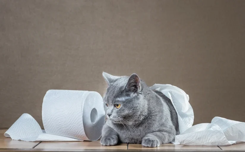 Cat Has Diarrhea
