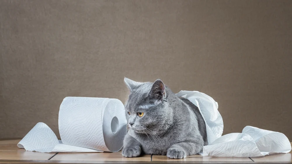 Cat Has Diarrhea 1 edited Cat Has Diarrhea