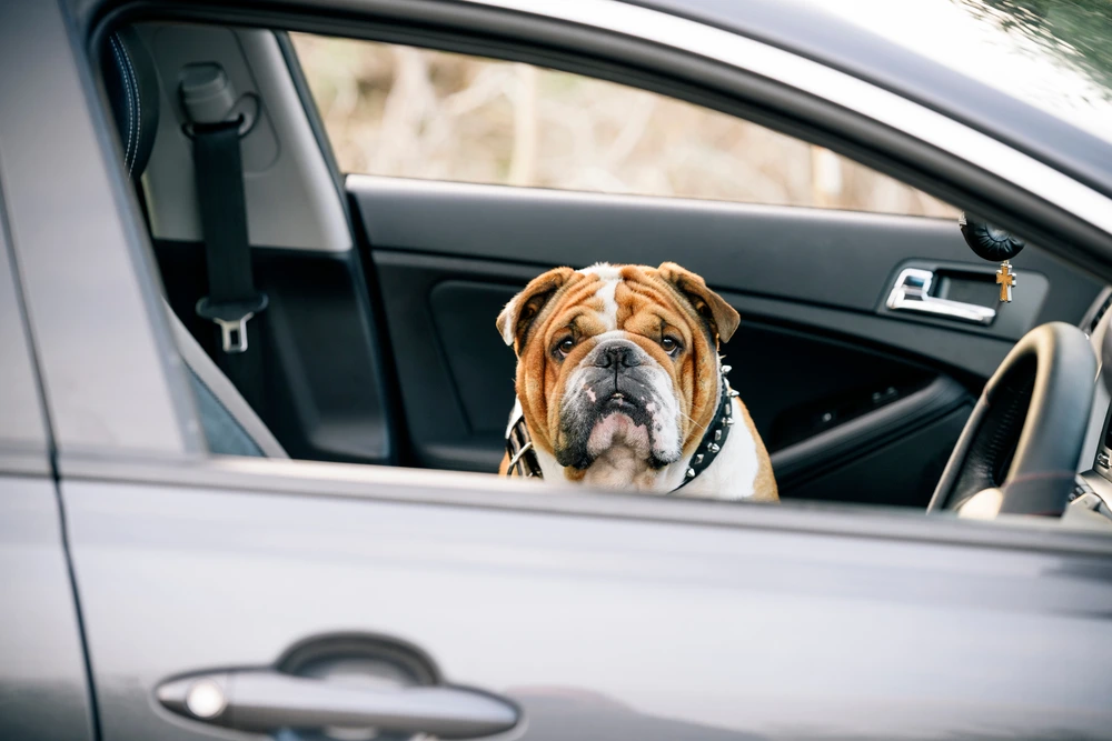 English Bulldog English Bulldog