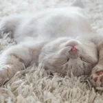 Fading Kitten Syndrome