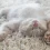 Is Your Kitten at Risk? Fading Kitten Syndrome Explained