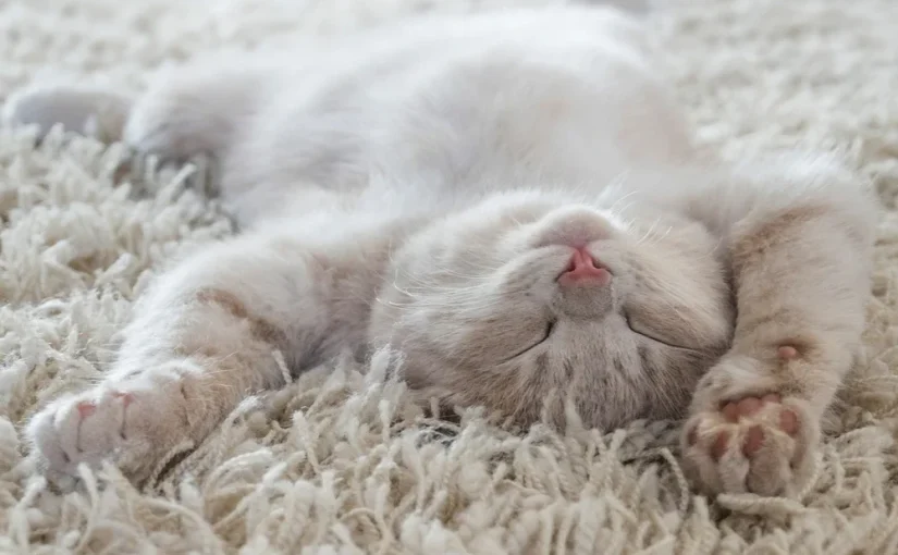 Fading Kitten Syndrome