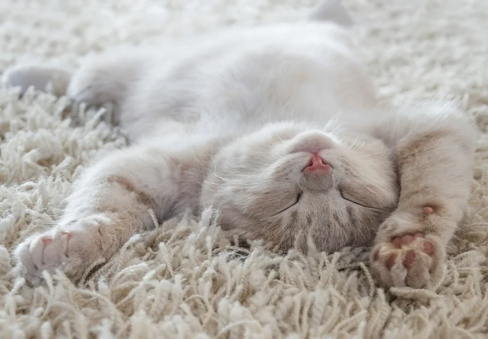 Fading Kitten Syndrome Fading Kitten Syndrome