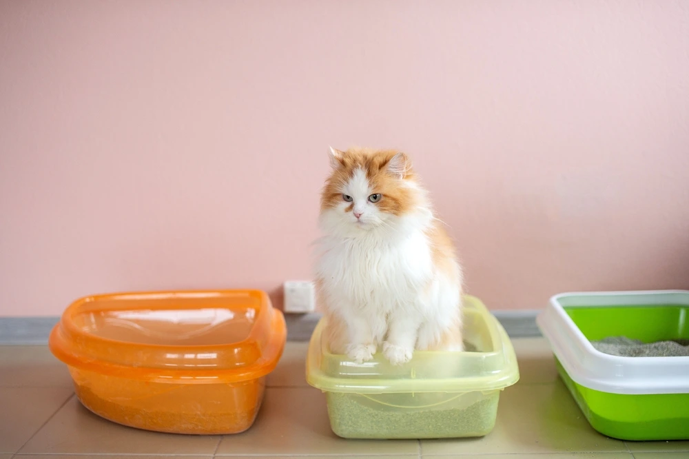 How To Treat Diarrhea In Cats How To Treat Diarrhea In Cats