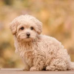Poodle Mix Breeds