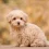 Which Poodle Mix Breeds Are Right For You?