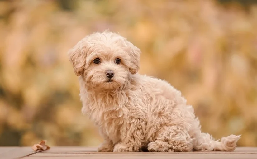 Poodle Mix Breeds
