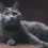 Is The Russian Blue Cat Your Ideal Pet?