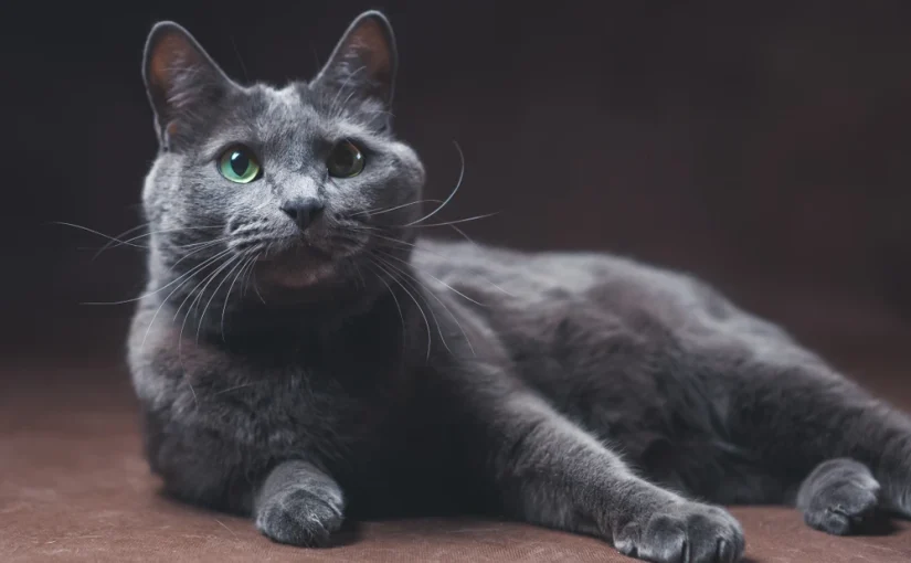 Russian Blue Cat
