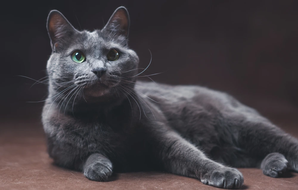 Russian Blue Cat Russian Blue Cat