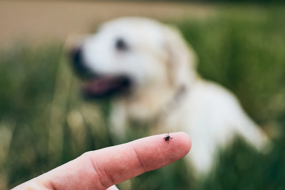 Tick Borne Diseases Tick-Borne Diseases