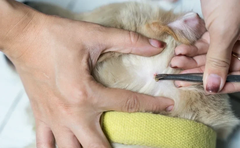 Tick Diseases In Dogs