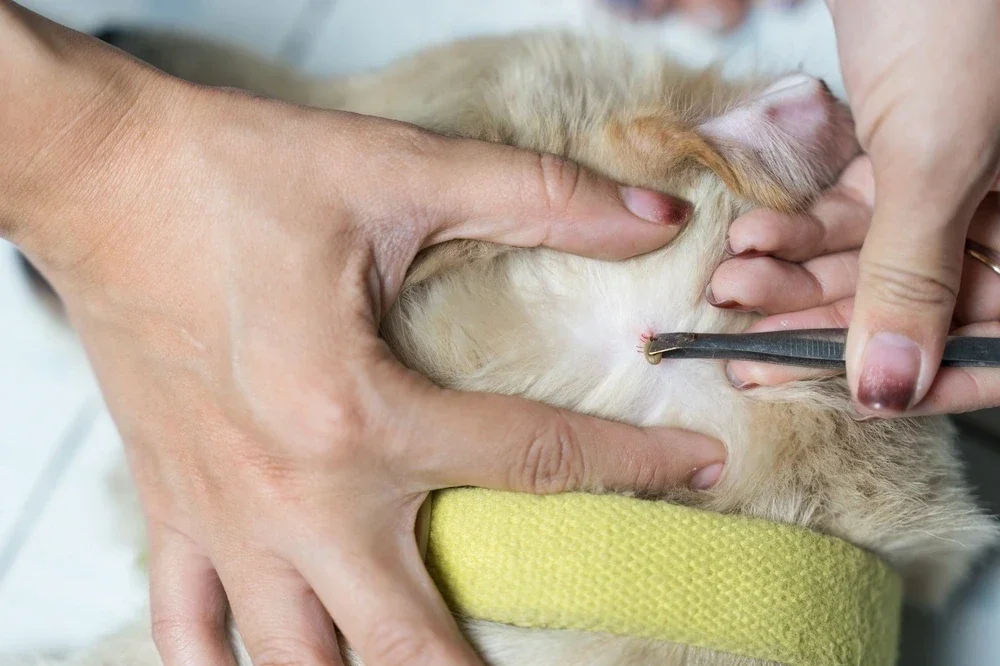 Tick Diseases In Dogs Tick Diseases In Dogs