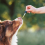 Can UK Pet Owners Legally Use CBD for Their Animals?