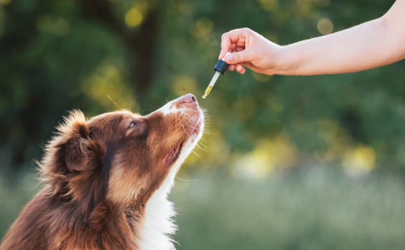 UK Pet Owners Legally Use CBD