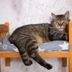 Domestic Shorthair Cat