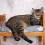 Meet the Domestic Shorthair Cat: America’s Favorite Feline