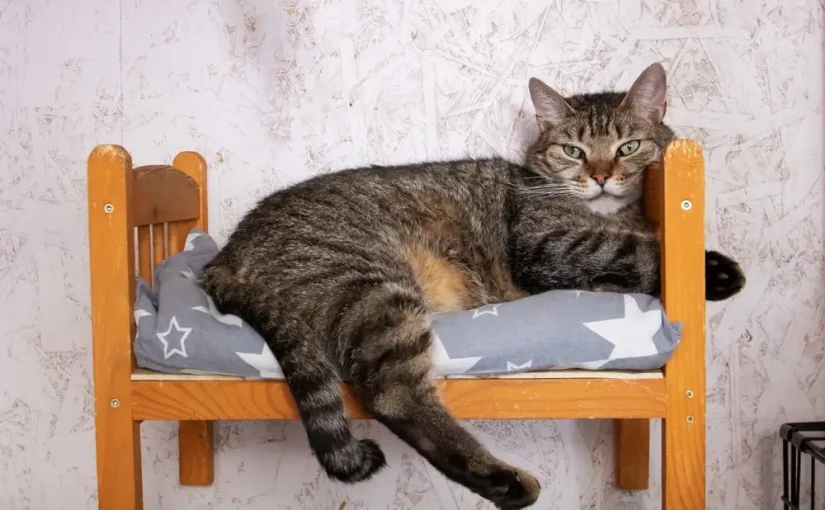 Domestic Shorthair Cat