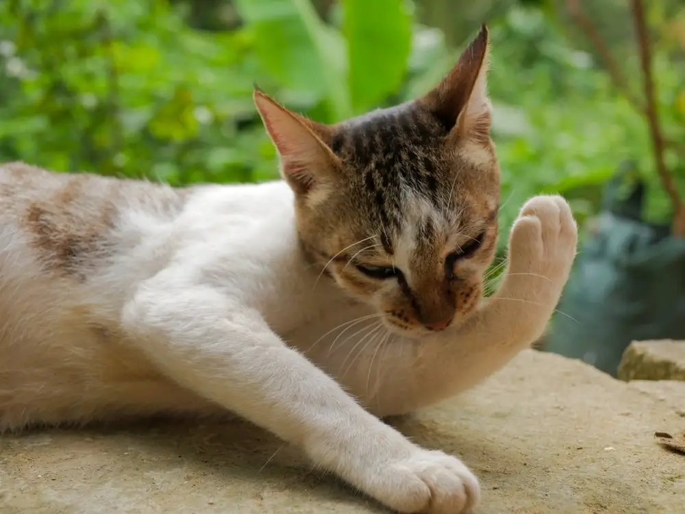 Domestic Shorthair Cat personality Domestic Shorthair Cat personality
