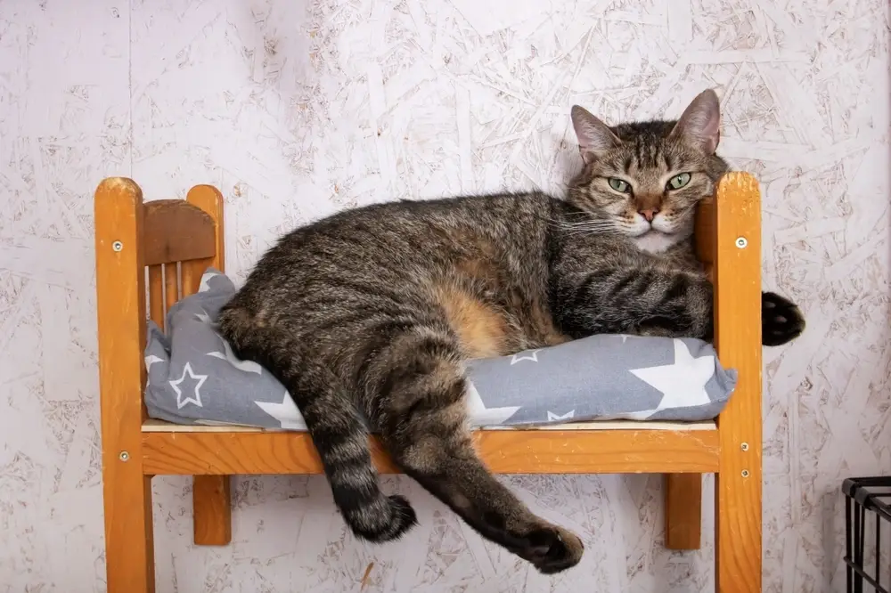 Domestic Shorthair Cat Domestic Shorthair Cat