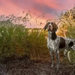 German Shorthaired Pointer
