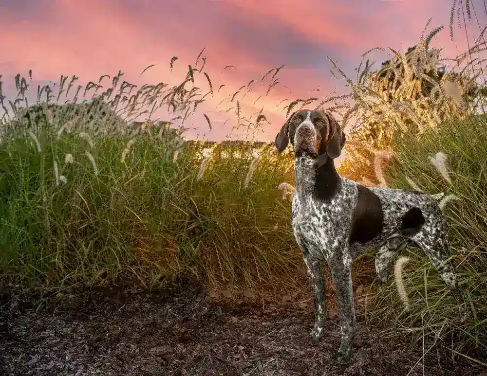 German Shorthaired Pointer German Shorthaired Pointer
