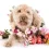Which Are The Best Hypoallergenic Dog Breeds?