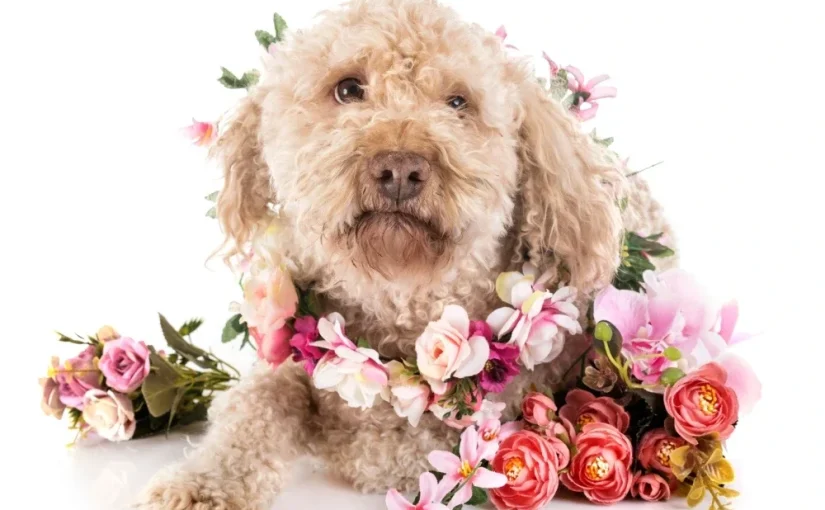 Hypoallergenic Dog Breeds