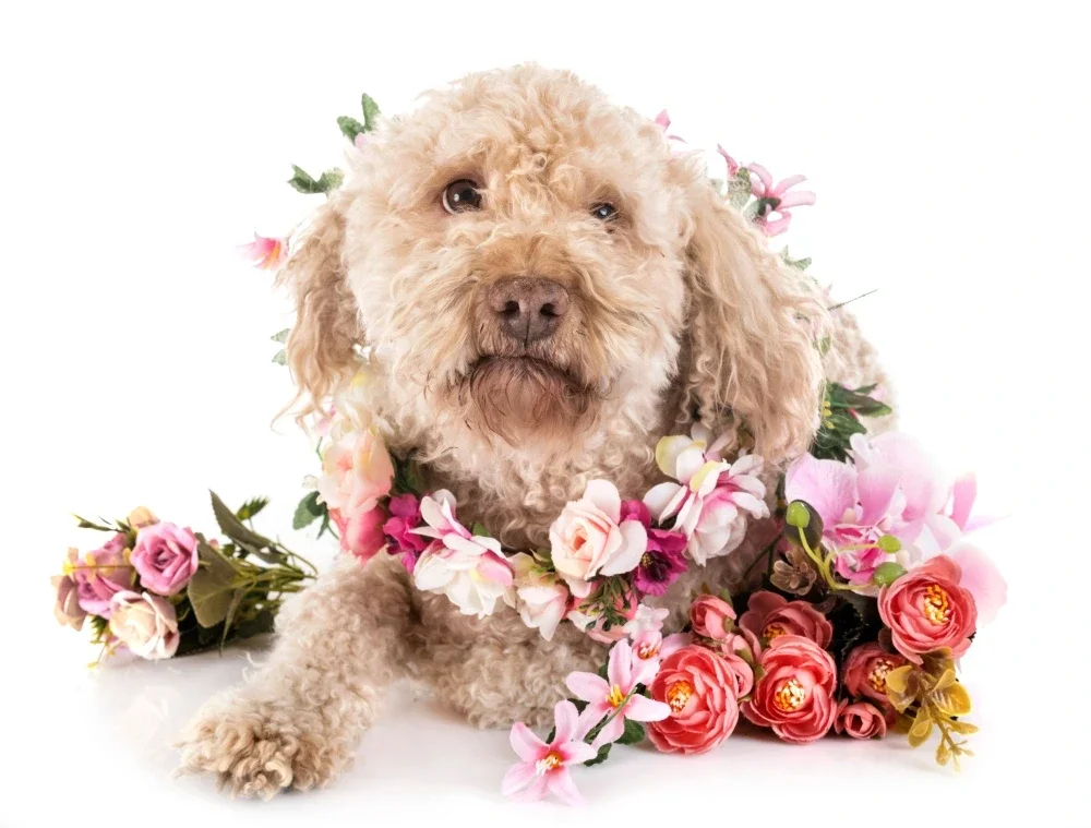 Hypoallergenic Dog Breeds Hypoallergenic Dog Breeds