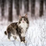 Norwegian Forest Cat