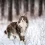 Norwegian Forest Cat: A Majestic and Gentle Companion