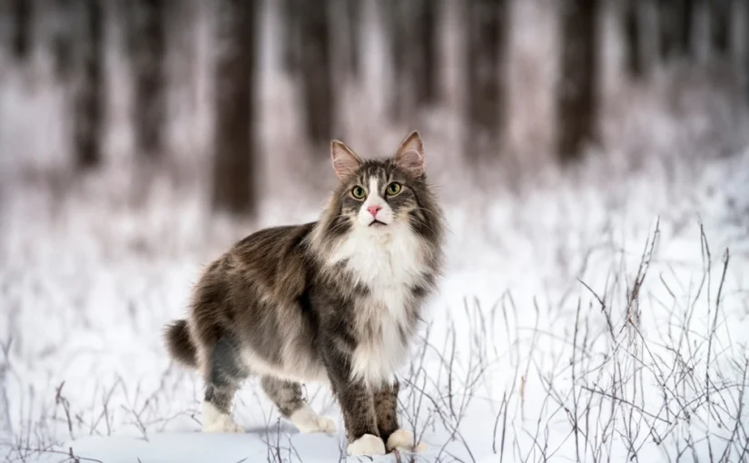 Norwegian Forest Cat
