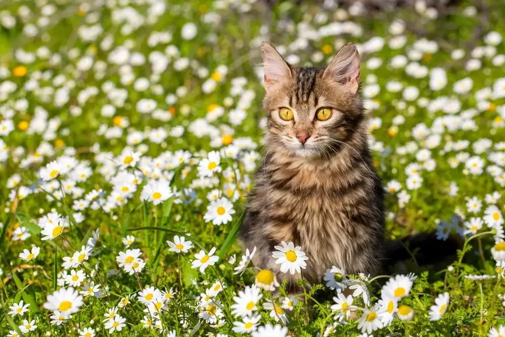 Norwegian Forest Cat Behavior Norwegian Forest Cat