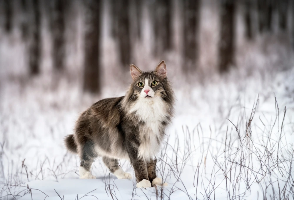 Norwegian Forest Cat Norwegian Forest Cat