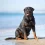 Rottweiler Lifespan: What’s Their Real Life Expectancy?