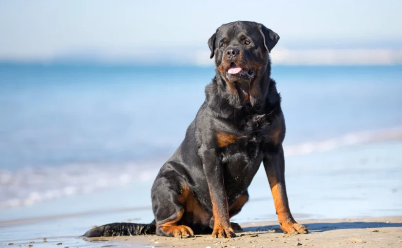 Rottweiler Lifespan