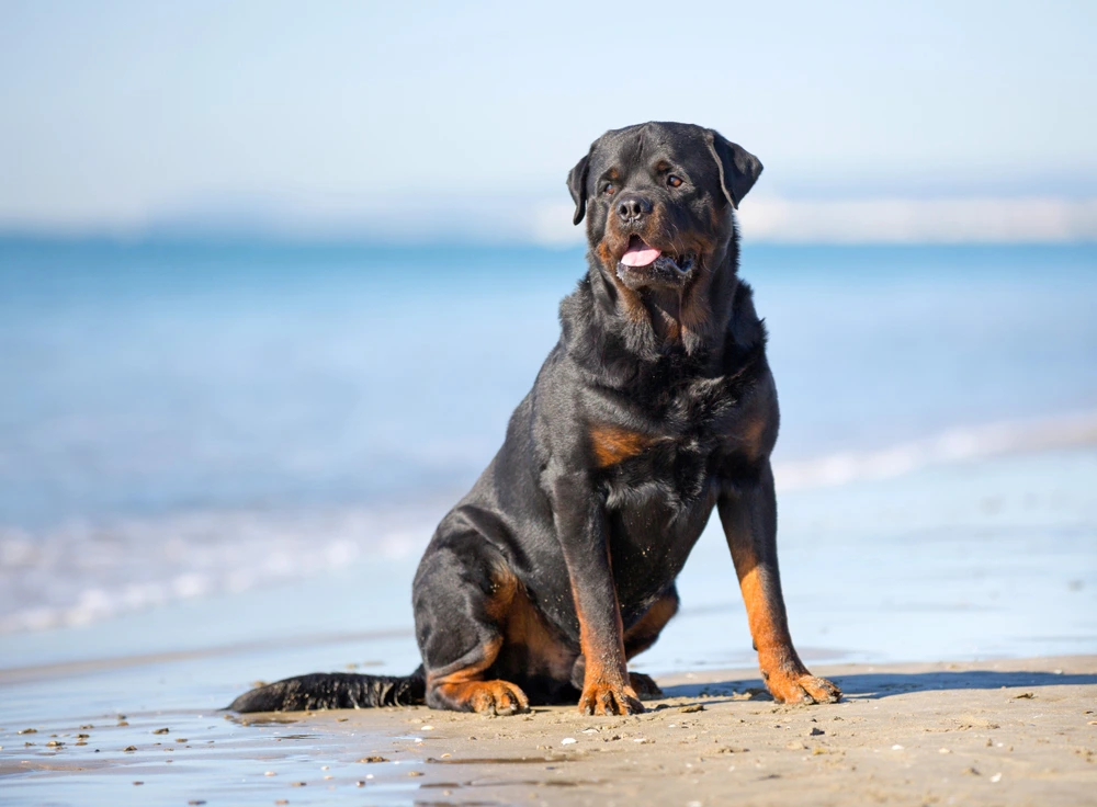 Rottweiler Lifespan Rottweiler Lifespan