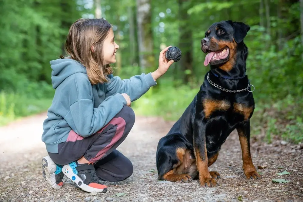 Rottweiler Temperament Rottweiler Temperament