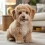 Bichon Poodle Mix: Your Complete Guide