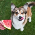 Can Dogs Eat Watermelon