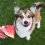 Can Dogs Eat Watermelon? A Refreshing Treat Dogs Can Enjoy